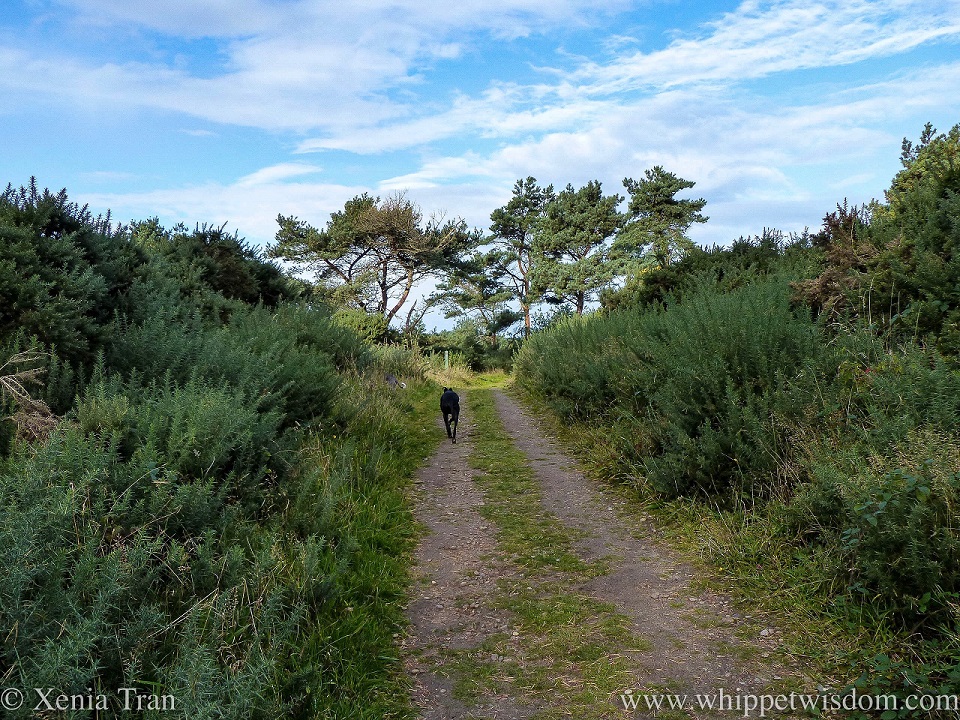 a black whippet walking uphill on a forest trail beside the dunes