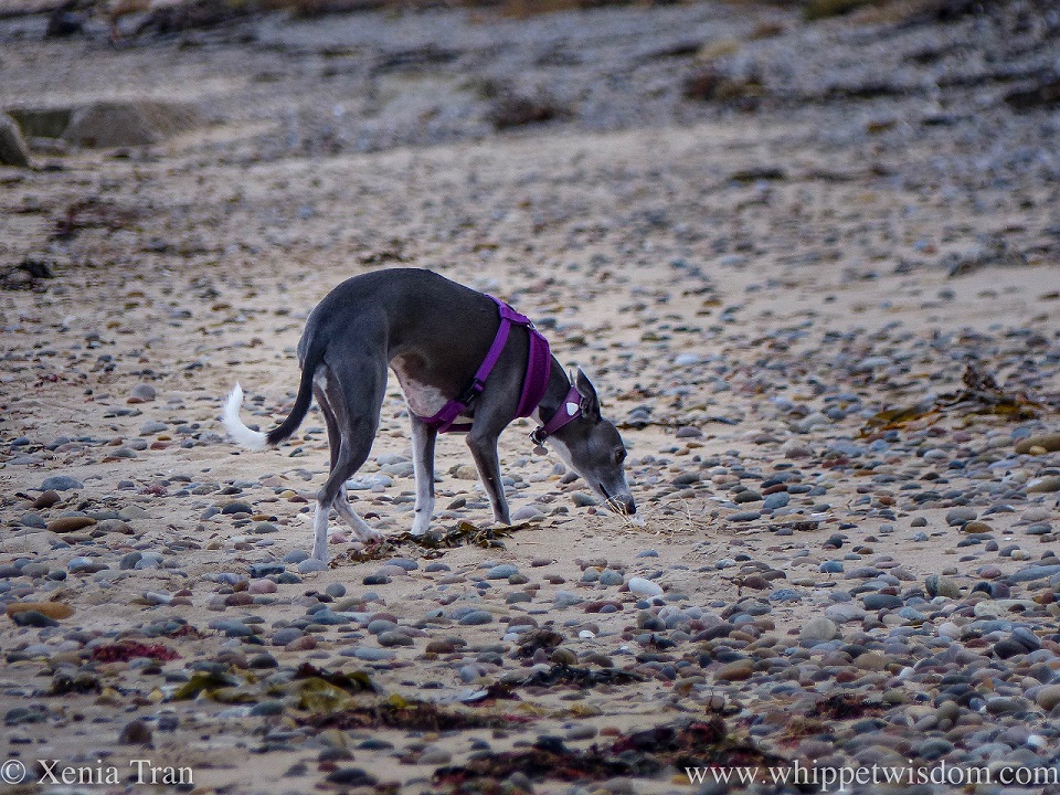 a blue and white whippet sniffing some driftwood on the beach