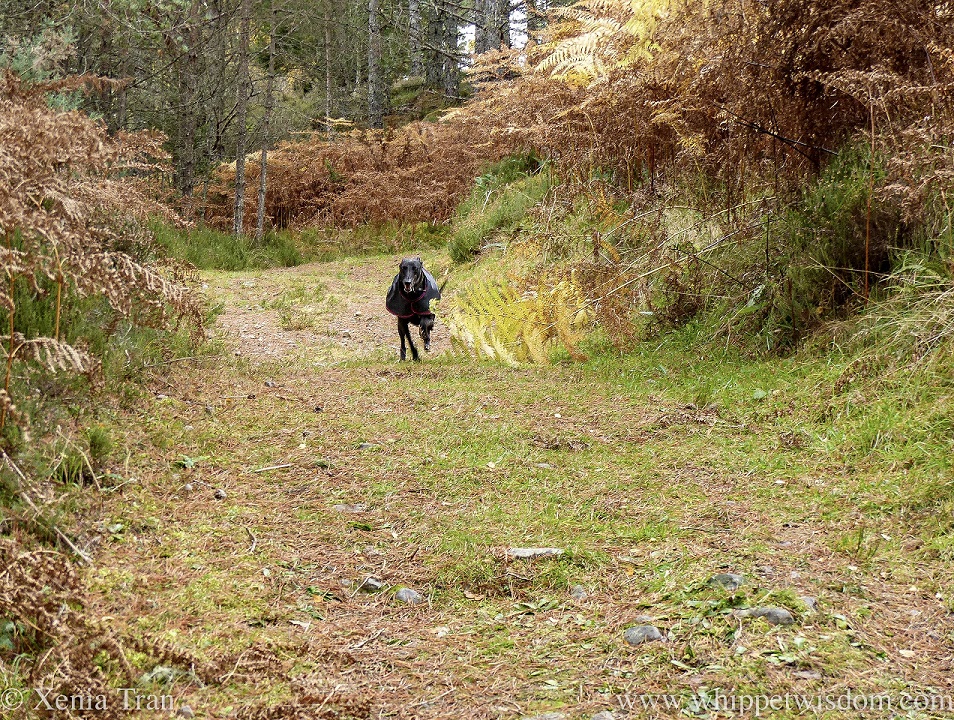 a smiling black whippet in a black jacket running down a forest trail