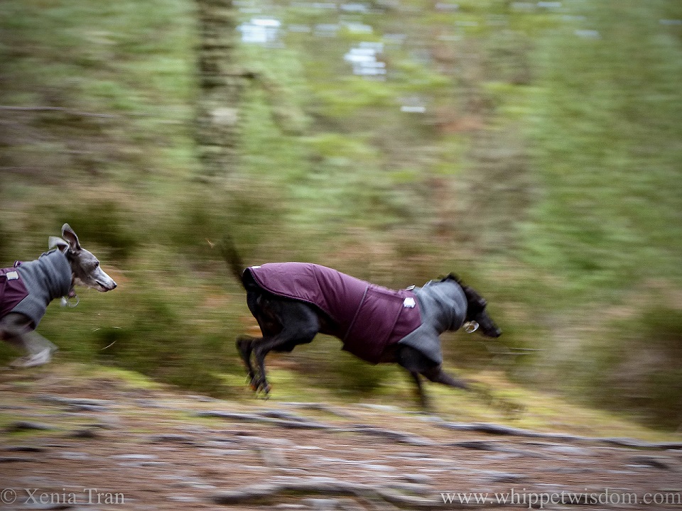 panned action shot of a leaping whippet following another on a forest trail