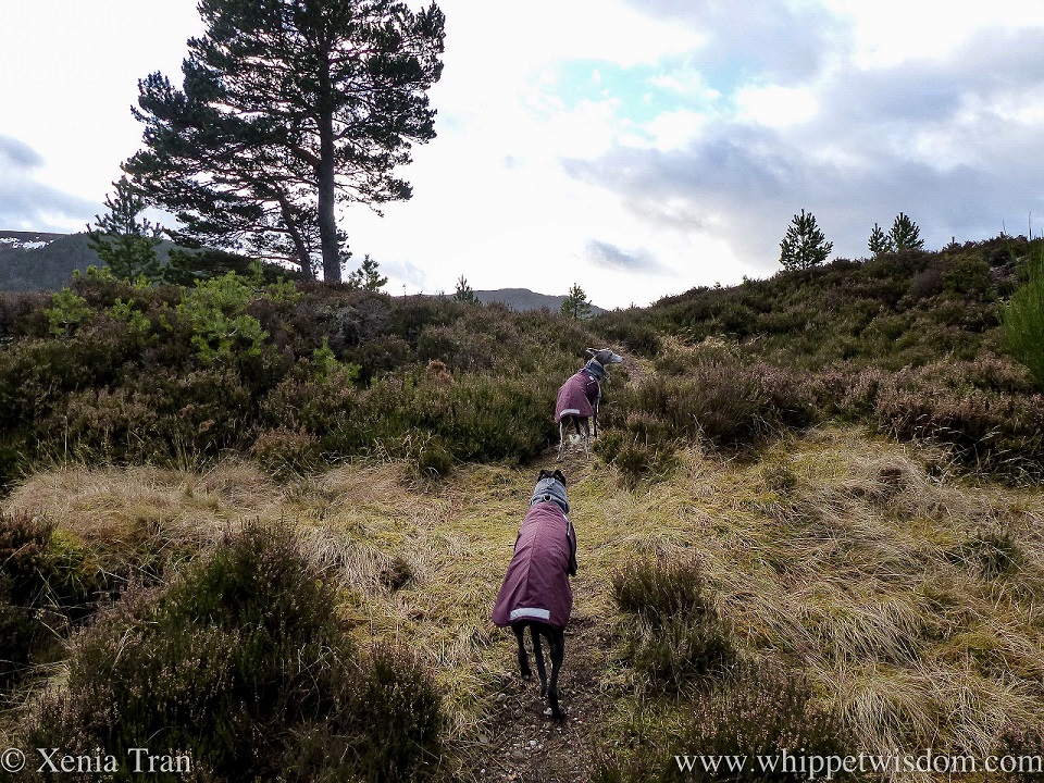 two whippets climbing up a hill through heather and pine