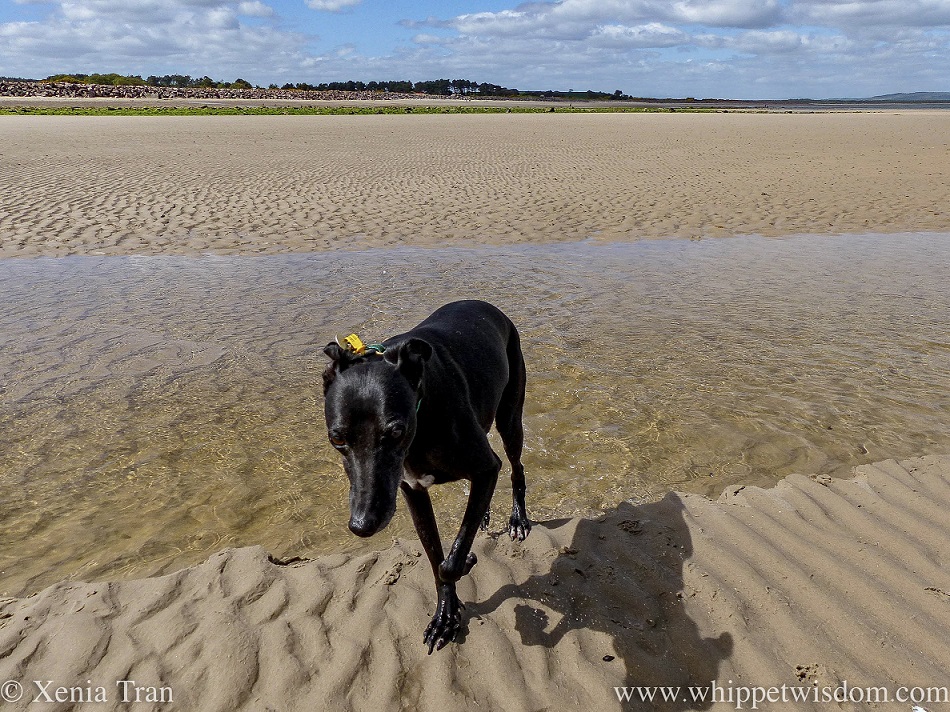 a black whippet stepping out of a tidal lagoon