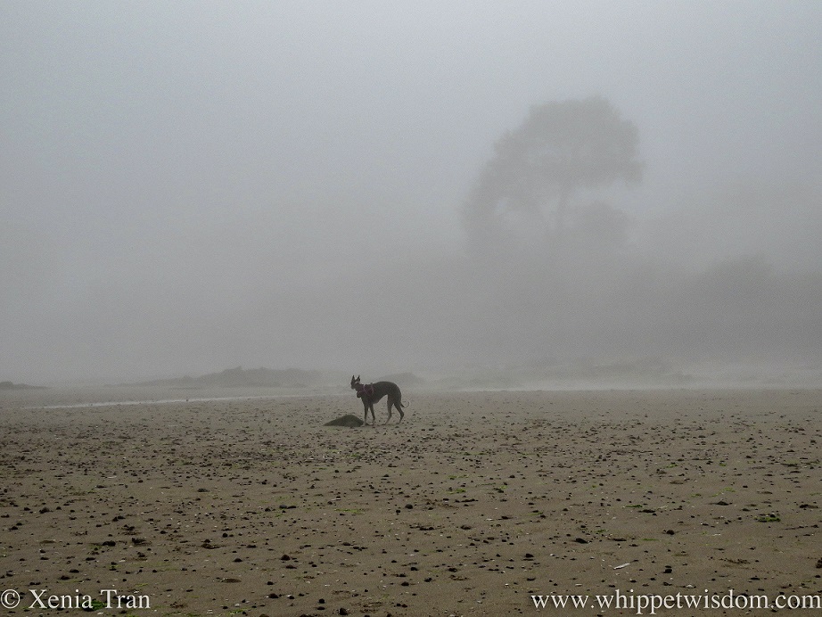 silhouette of a whippet by a rock on a misty beach