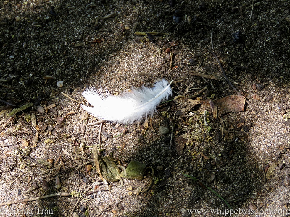 a white feather in the soil with some brown leaves and pine needles