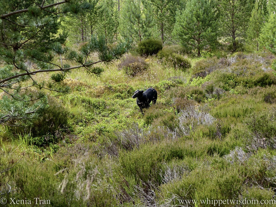 a black whippet running on a narrow trail through heather