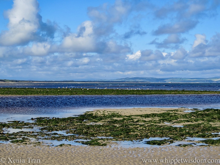 tidal sands and sandbars covered in seaweed