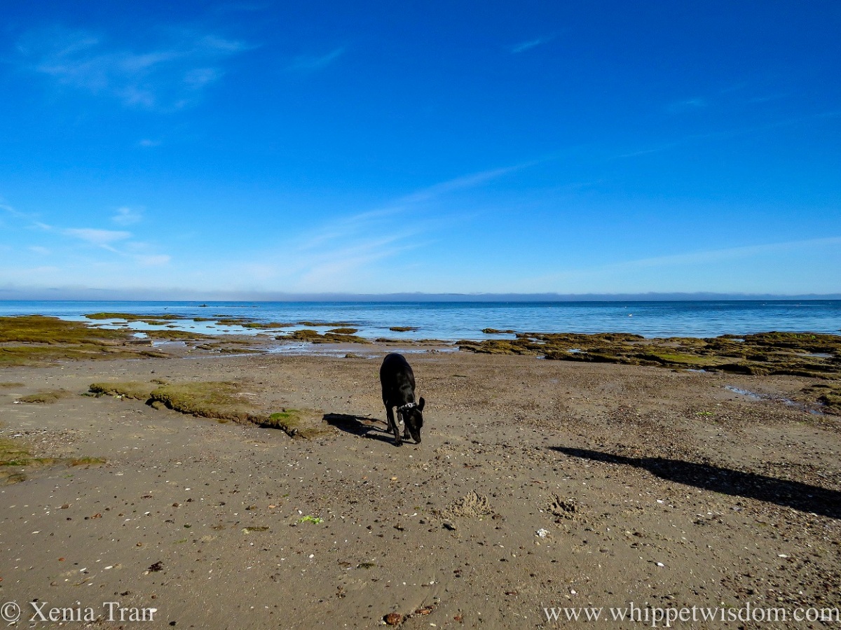 a black whippet sniffing the stones on the tidal sands
