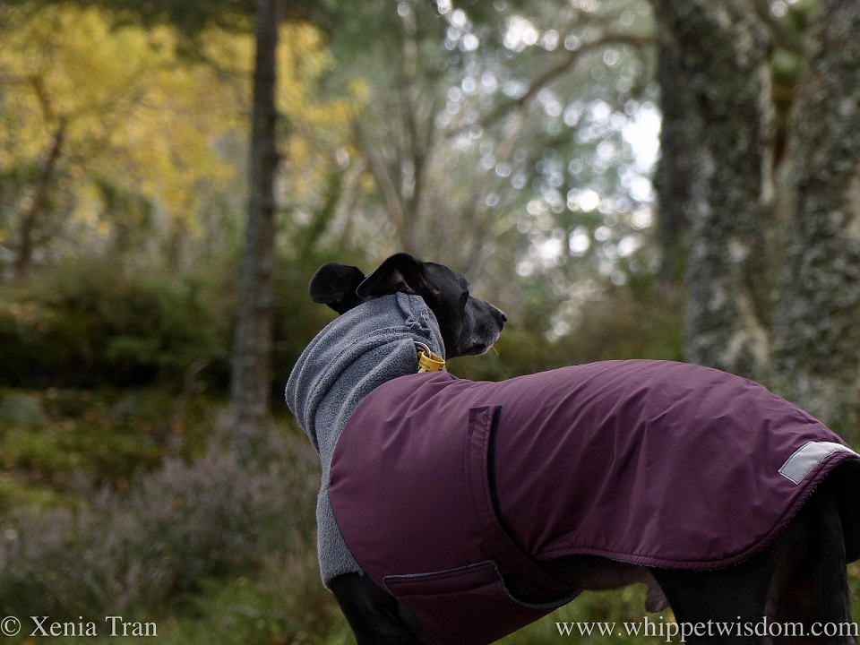 a black whippet in a winter jacket in an autumn forest