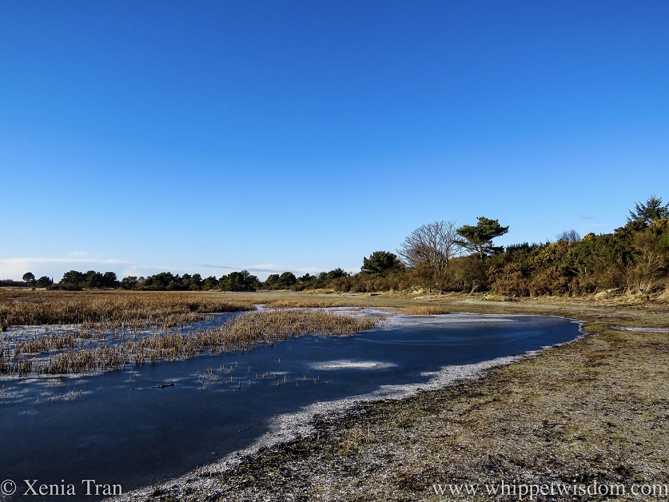 part frozen wetlands in Winter under a clear blue sky