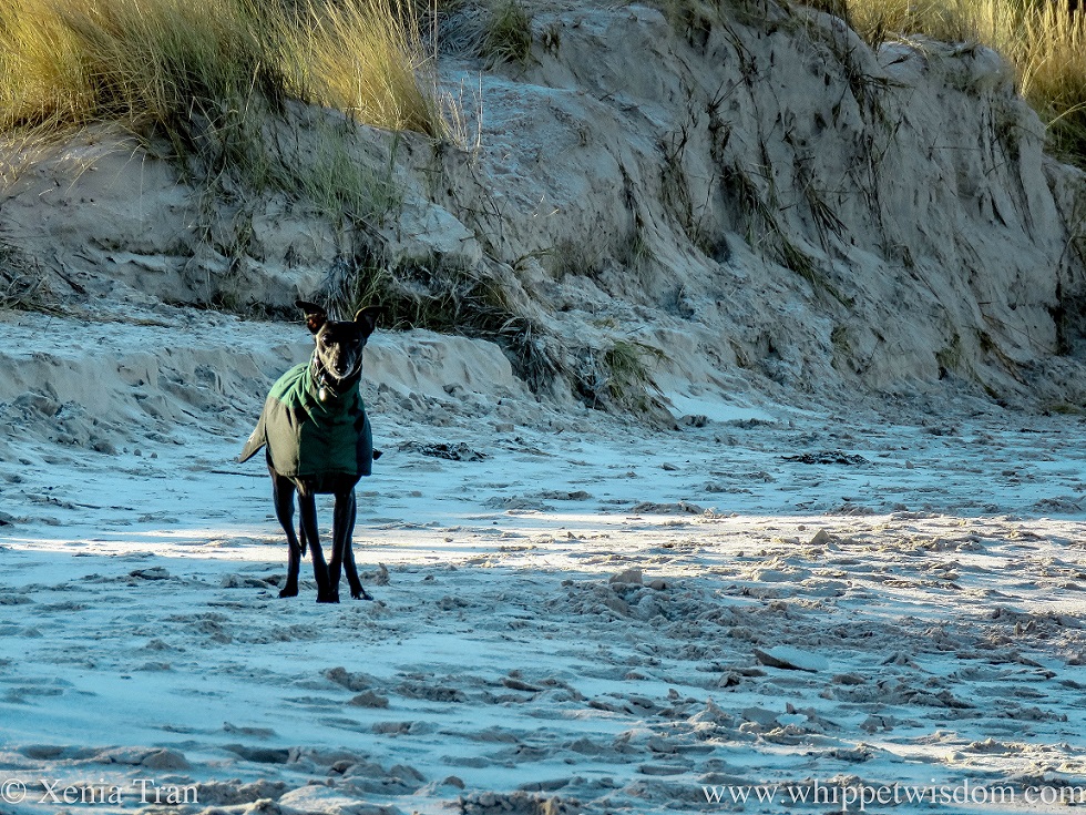 a black whippet in a winter jacket on a frozen beach near the dunes