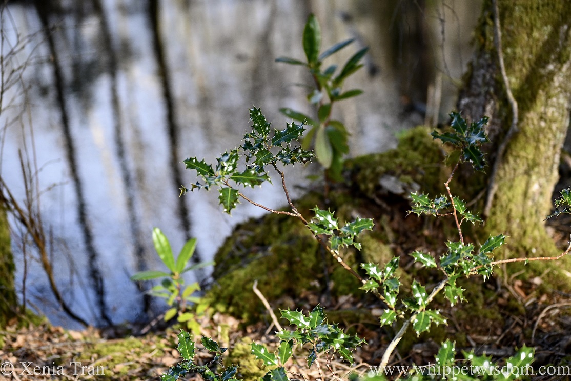 close up of a young holly growing beside a pond