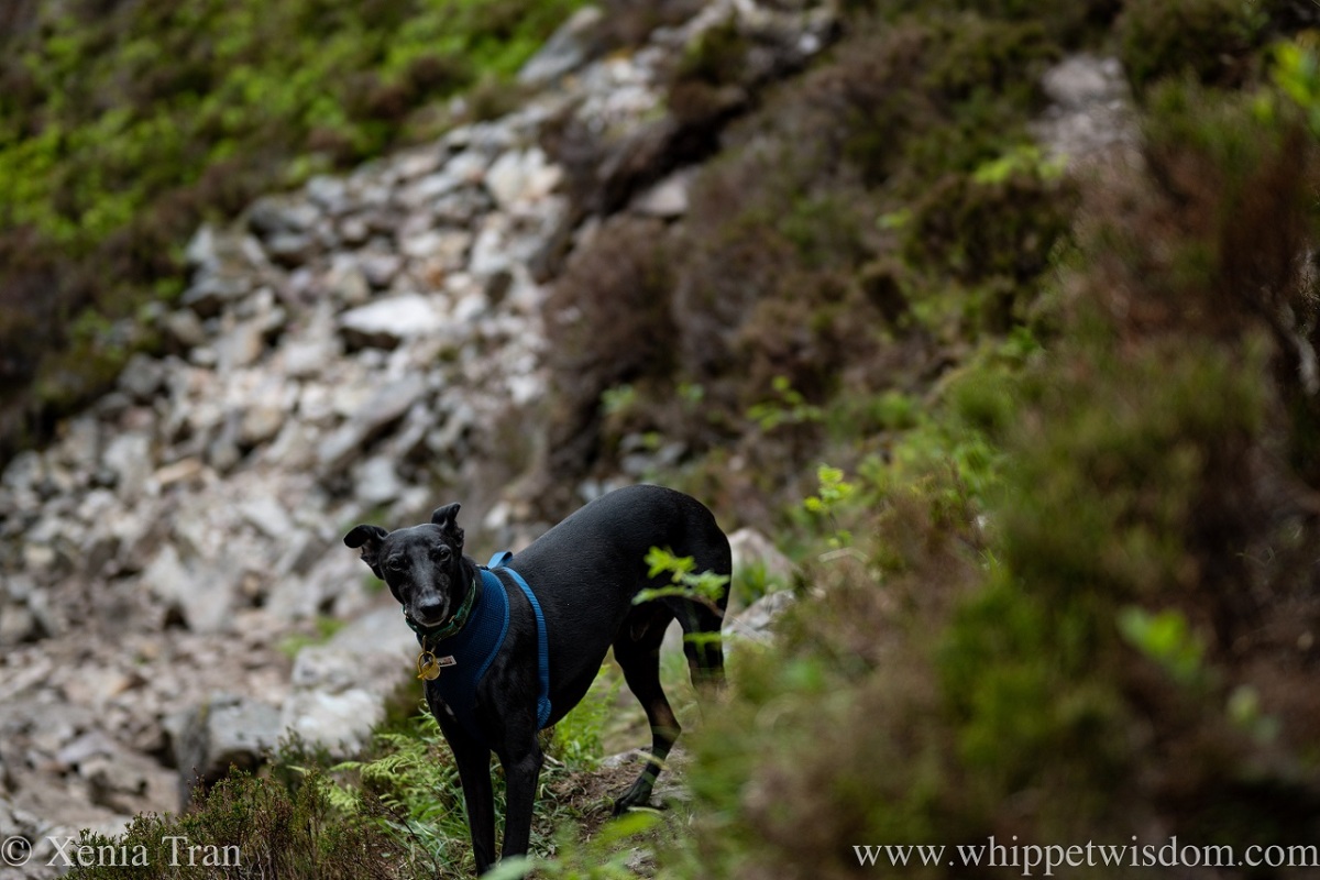 a black whippet looking up on a mountain trail