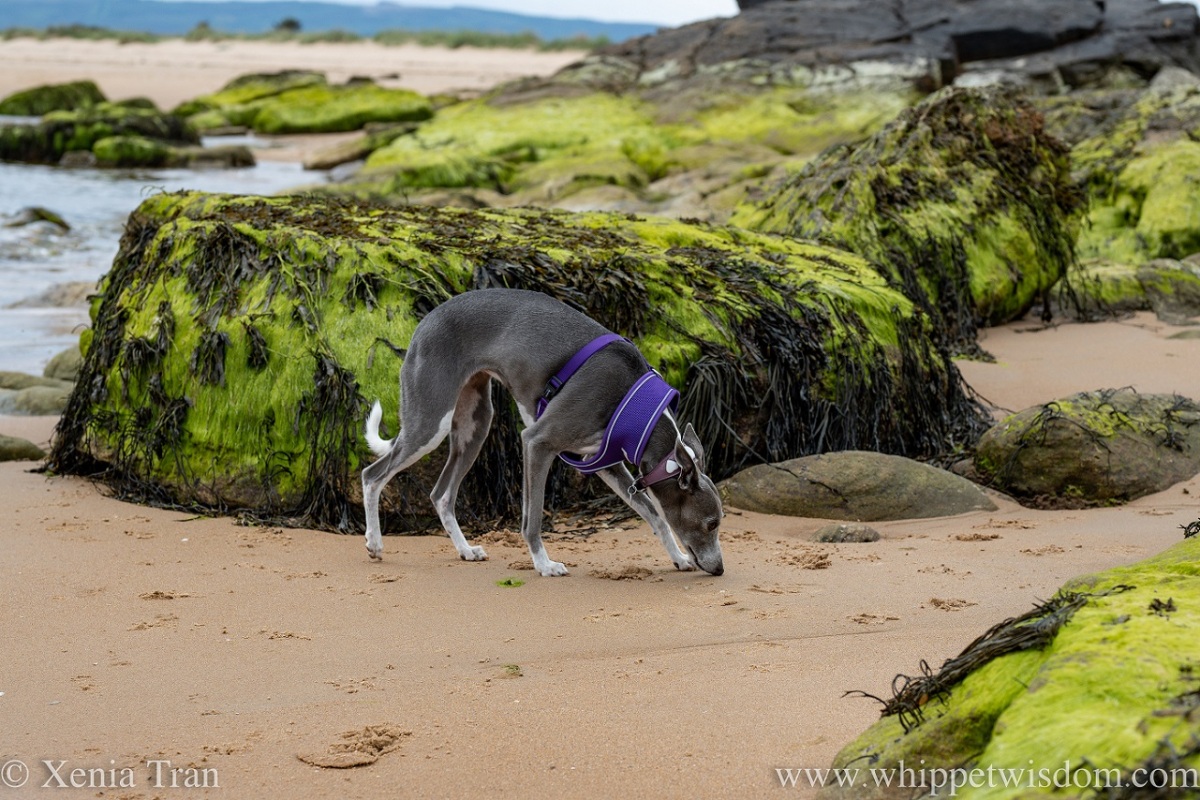 a blue and white whippet near seaweed-covered rocks on tidal sands