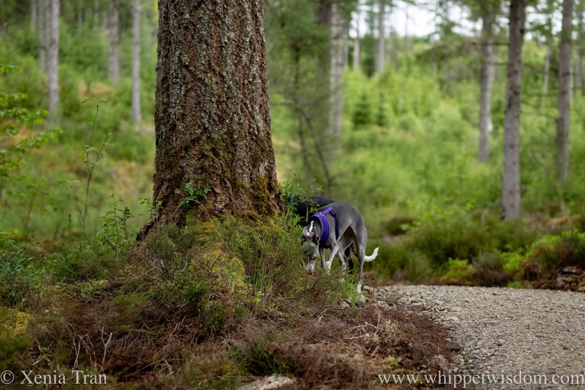 a blue and white whippet sniffing the base of a tree