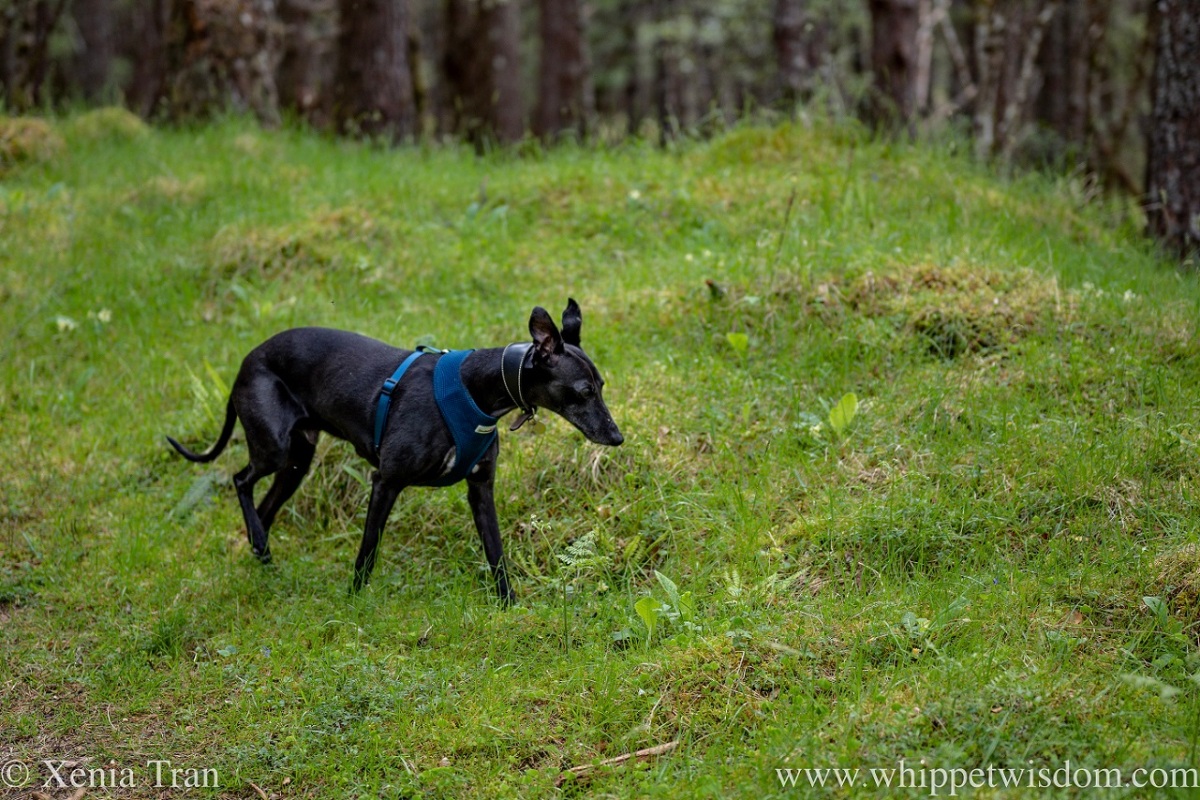 a black and white whippet walking through a forest clearing