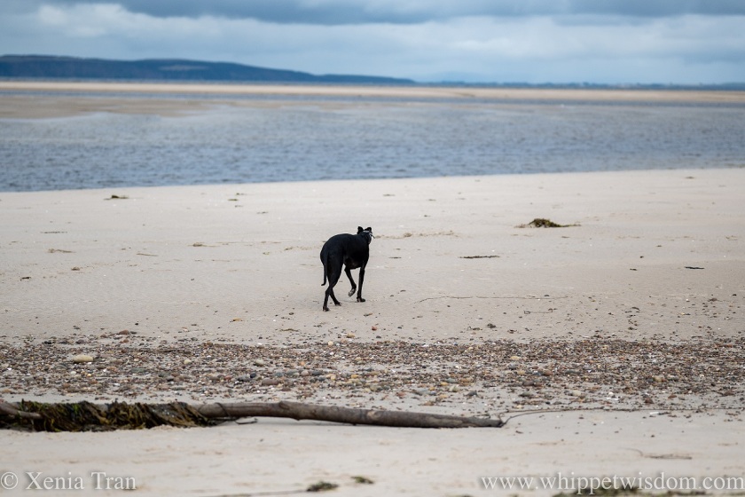 a black whippet walking across tidal sands towards a lagoon