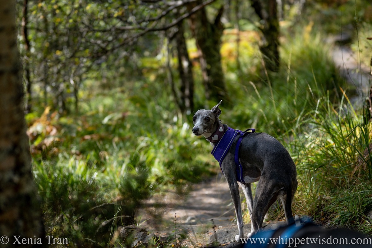 a blue and white whippet looking back on a forest trail