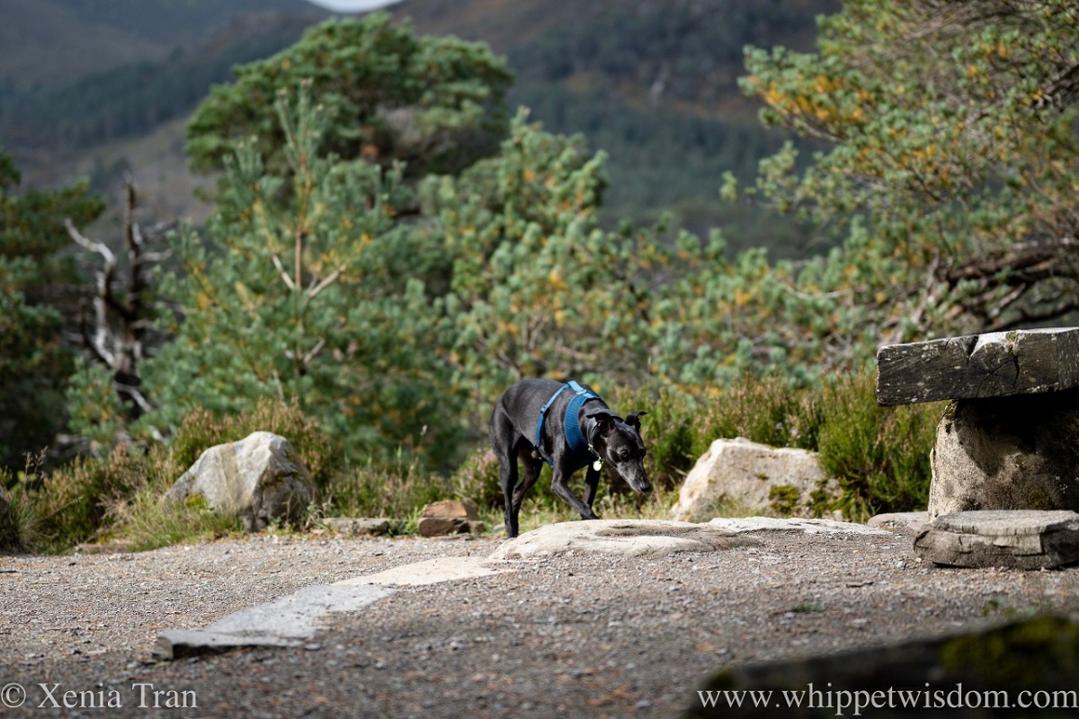 a black whippet sniffing the grass on top of a hill beside a rock