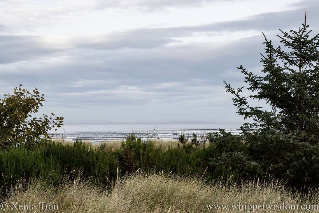silvery light reflected on the sea behind the dunes