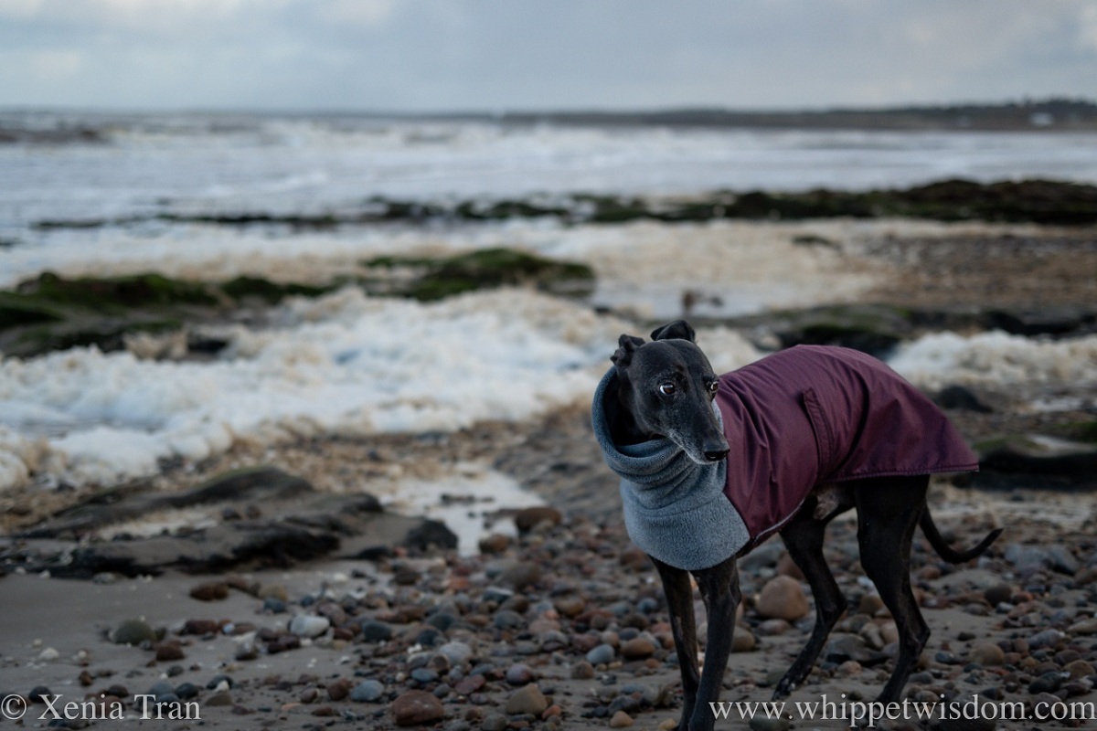 a black and white whippet in a winter coat standing on the beach with seafoam and waves behind him
