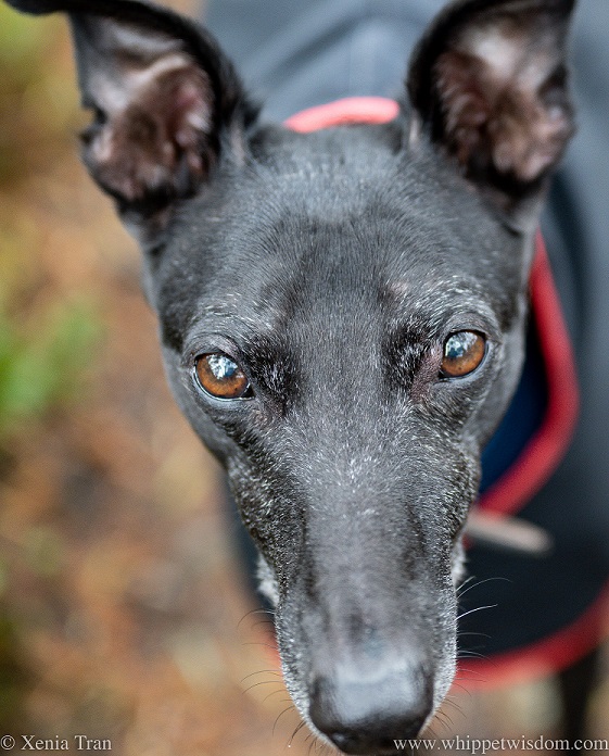 close up of a mature black whippet in a rain coat looking up
