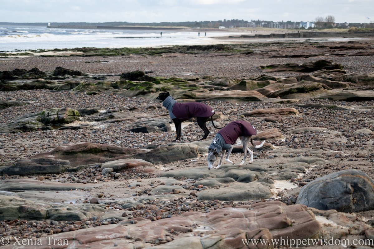 two whippets in winter jackets on rocky outcrops by the shore