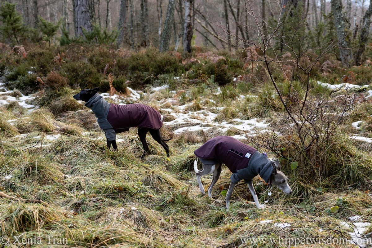 two whippets in winter jackets on a wintry forest trail