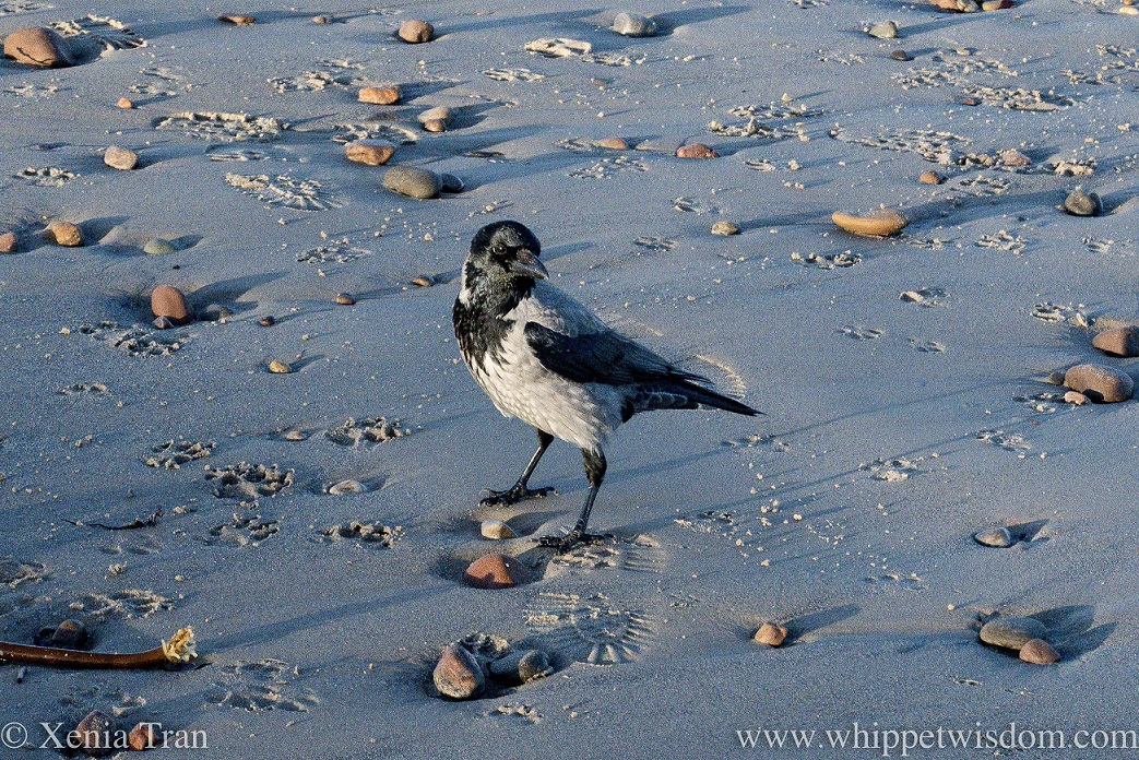 a juvenile crow on the beach between stones and footprints