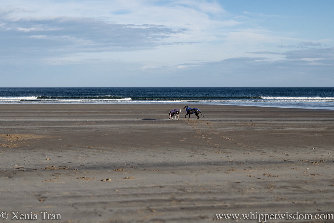 two whippets in winter jackets playing on the beach with a ball