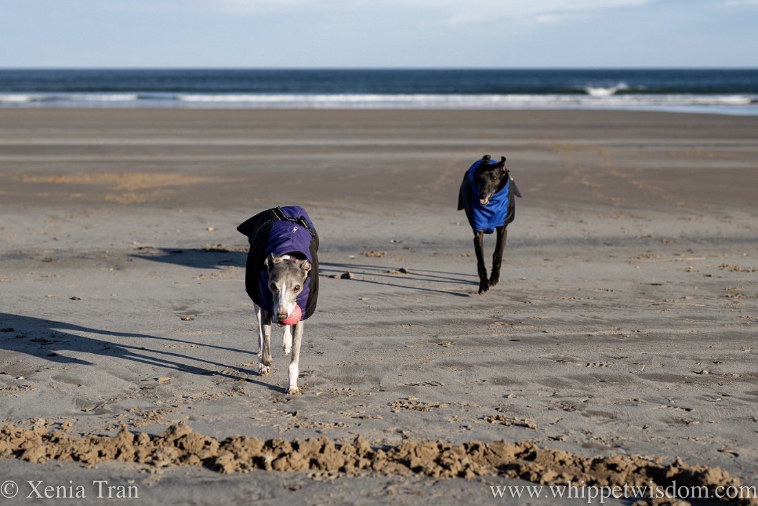 two whippets in winter jackets running on the beach