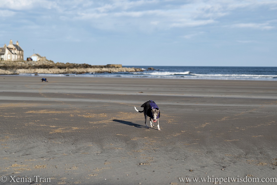 a blue and white whippet running with a ball on the beach