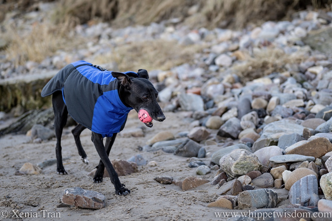 a black whippet in a winter jacket with a ball in his mouth walking beside stones on the riverbank