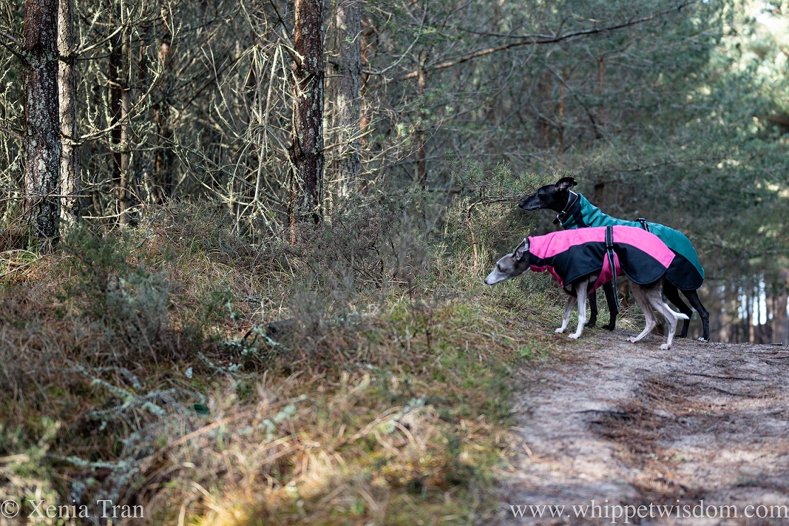two whippets in winter jackets looking through a gap in the trees to their left