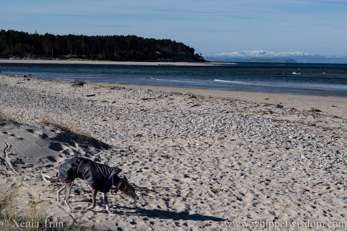 a blue and white whippet in a black jacket walking onto the beach