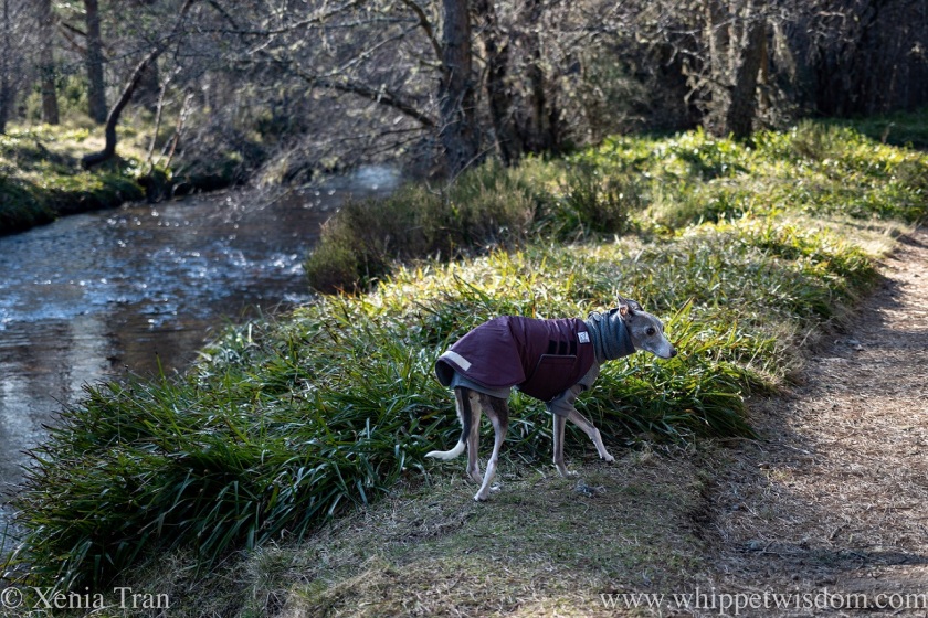 a blue and white whippet in a winter jacket on the banks of a forest stream