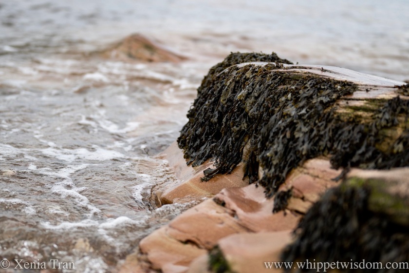 close up of a rocky outcrop with seaweed, part under water