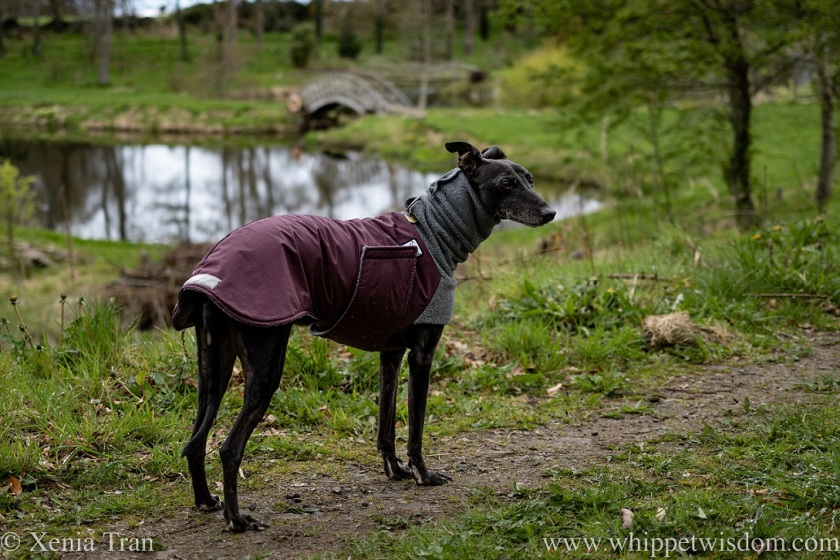 a black senior whippet in a warm jacket on a woodland trail beside a small loch