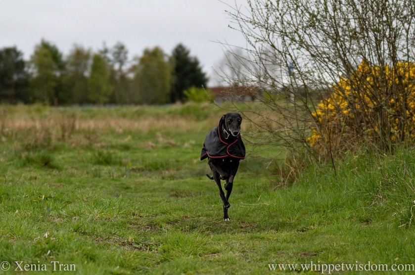 a black whippet in a black jacket leaping across a field, with only his left hind touching the ground