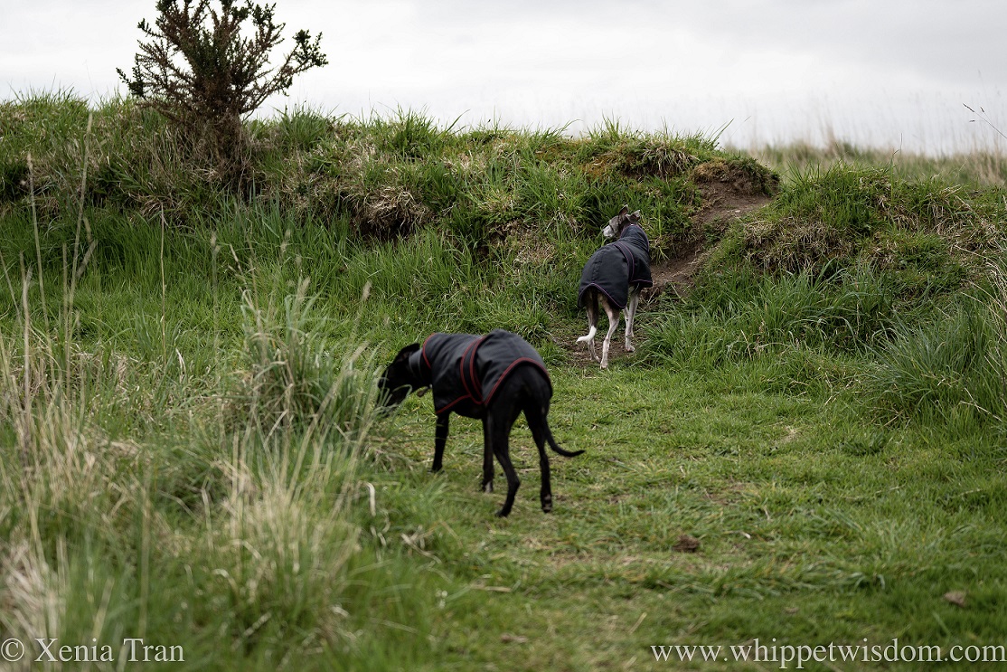 two whippets in black jackets near a grassy bank