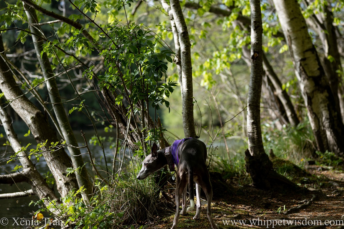 a blue and white whippet looking between the trees down at the water of the woodland pond