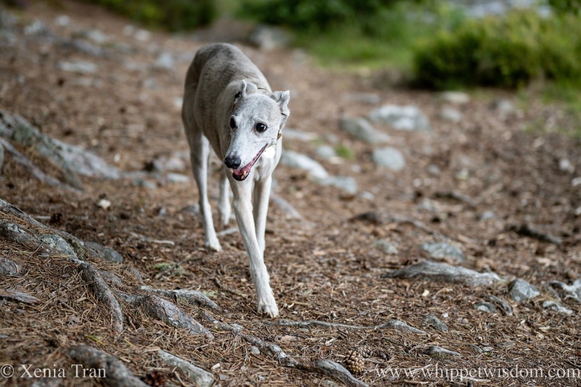 a smiling brindle whippet walking along the forest floor