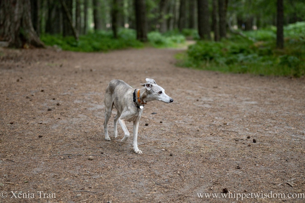 a brindle whippet exploring a forest trail