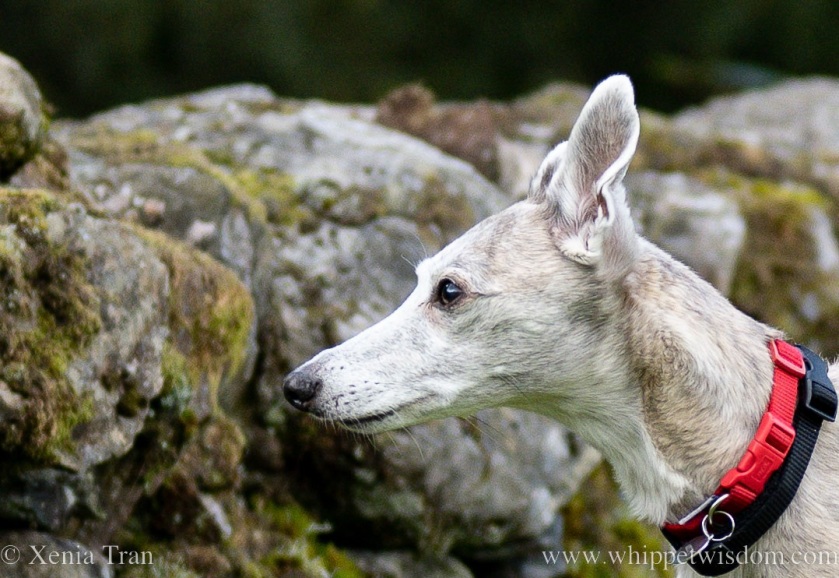 close up of a brindle whippet peering over a dry stone wall