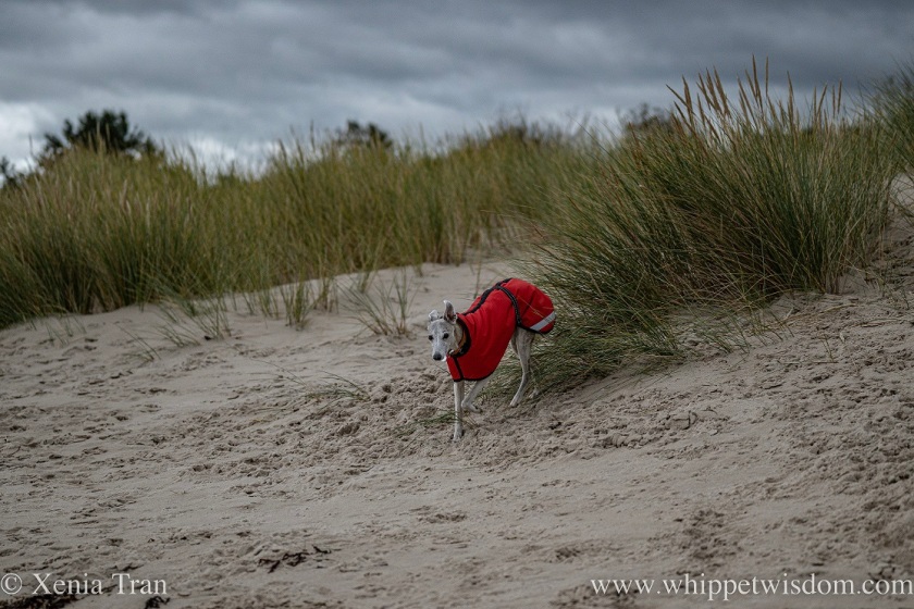 a brindle whippet in a red jacket turning away from marram grass
