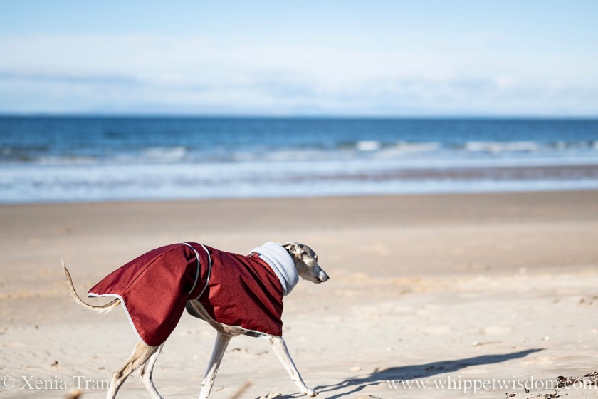 a brindle whippet in a warm jacket striding out across the beach