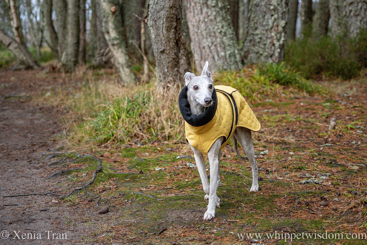 a brindle whippet in a yellow and black jacket on a forest trail