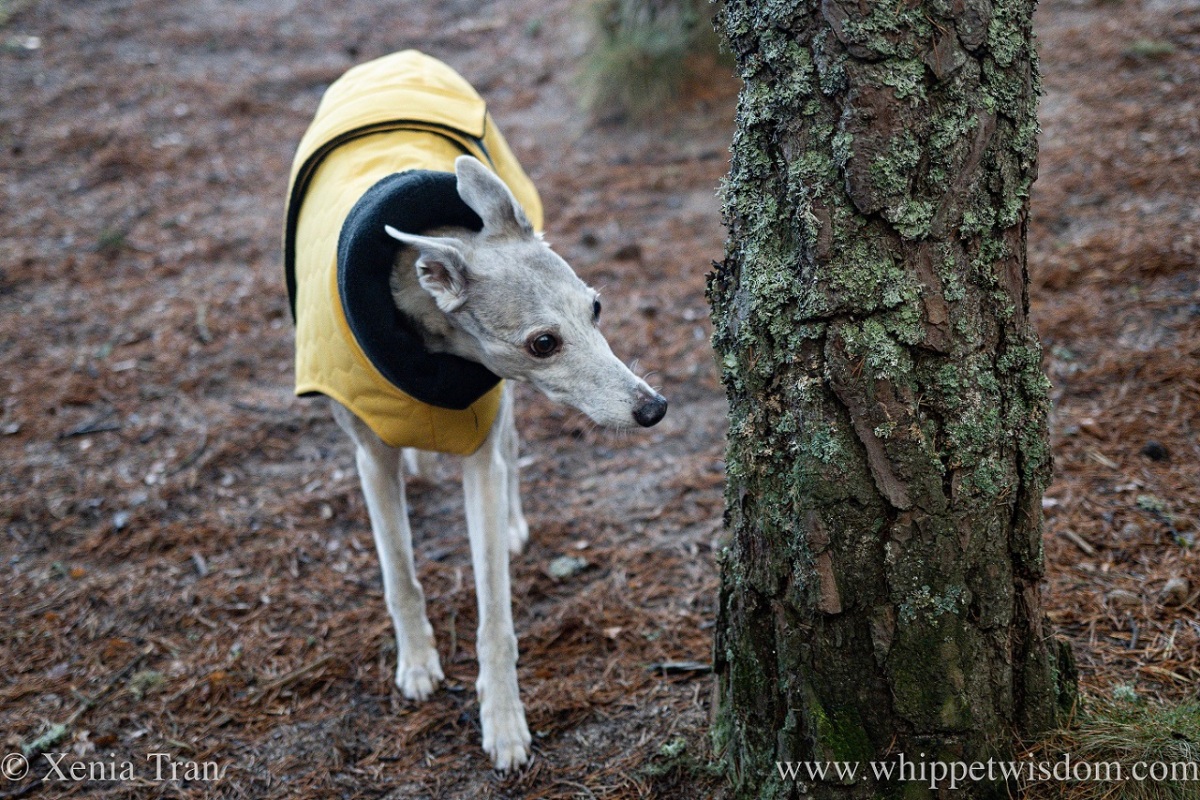 a brindle whippet in a yellow jacket studying lichen on a pine tree