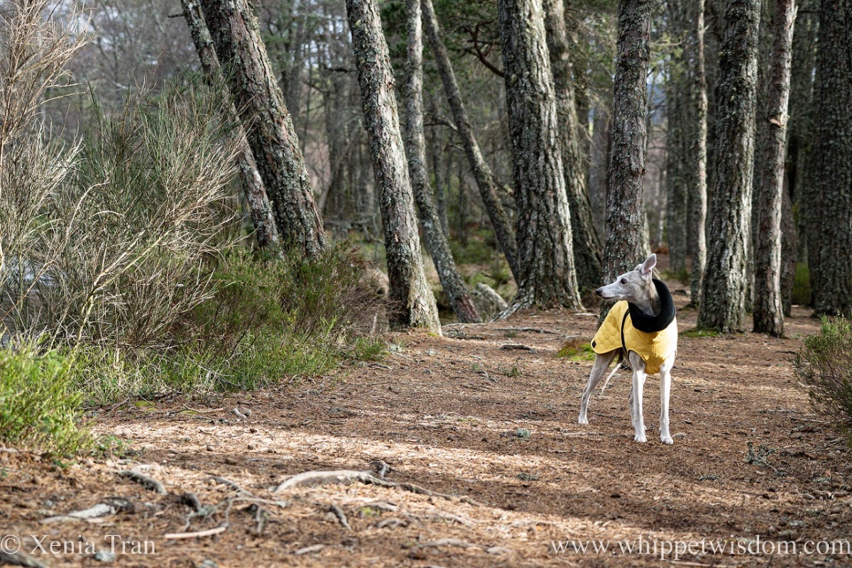 a brindle whippet in a yellow jacket on a sun-lit part of a forest trail