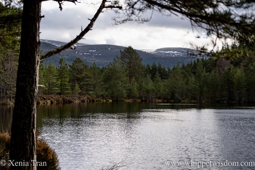 a lochan in winter surrounded by scots and caledonian pine