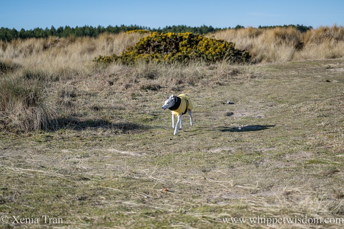a smiling brindle whippet in a yellow jacket running through the dunes